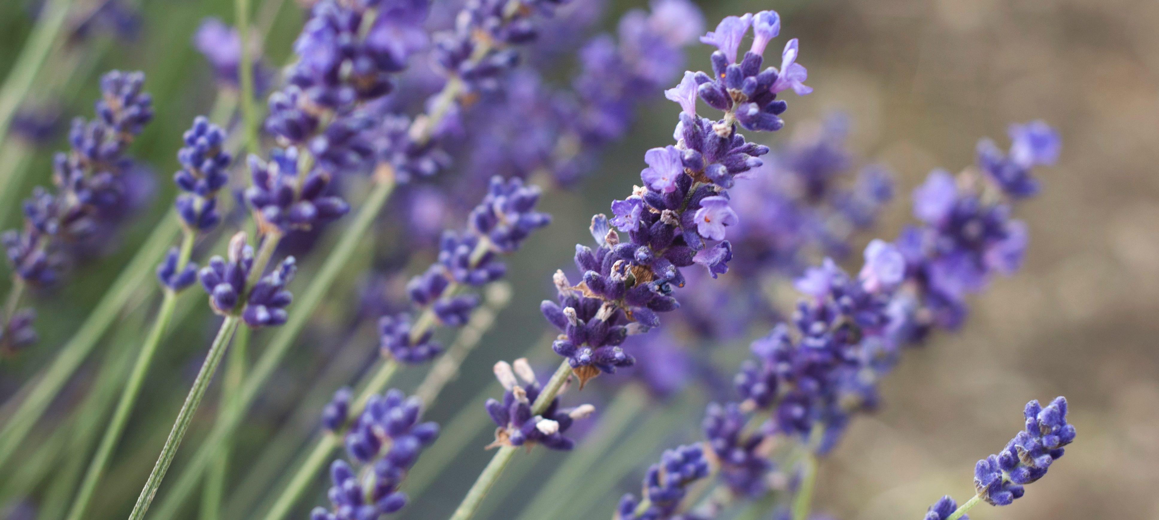 Milla Angel Kroustrup